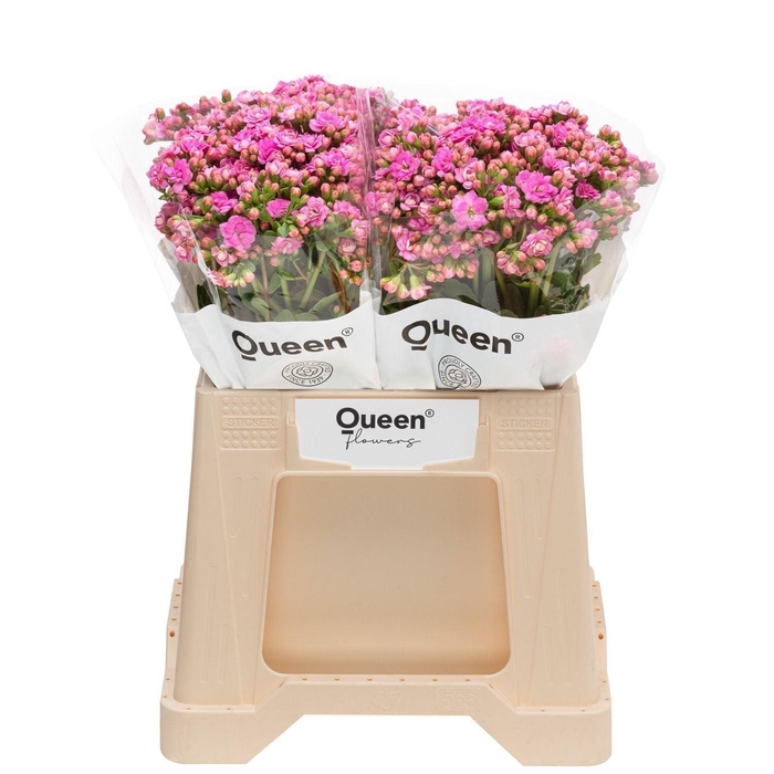 <h4>Kalanchoe  'Taffy Pink Meadow'</h4>