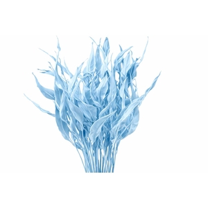 Dried Strelitziablad Lichtblauw P Stem