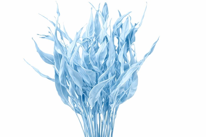 <h4>Dried Strelitziablad Lichtblauw P Stem</h4>