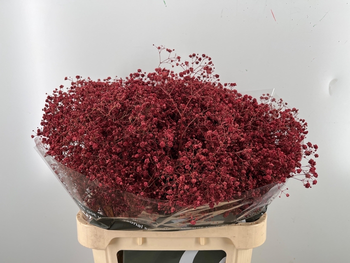 <h4>GYPS KLB H%</h4>