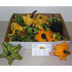 CUCURBITA FL SAUCER