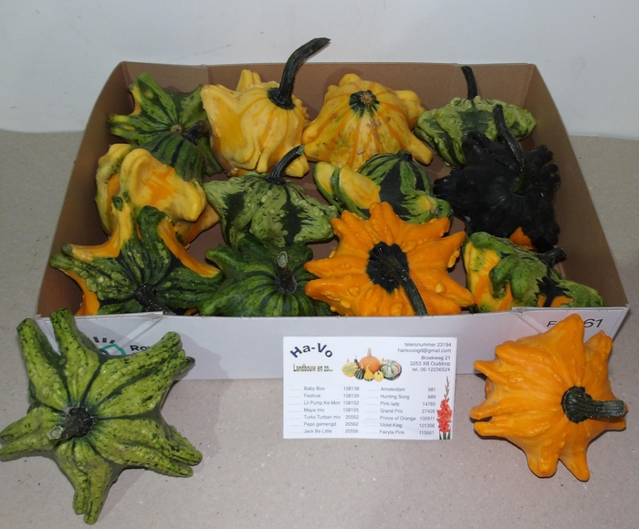 <h4>CUCURBITA FL SAUCER</h4>