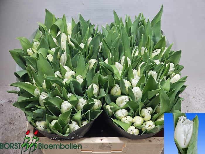 <h4>TU FR ICE CRYSTAL</h4>