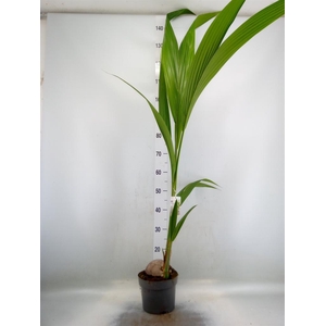 Cocos nucifera