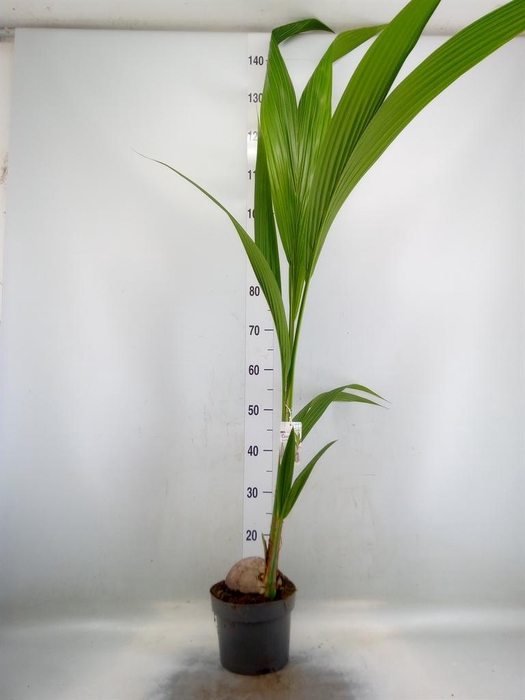 <h4>Cocos nucifera</h4>