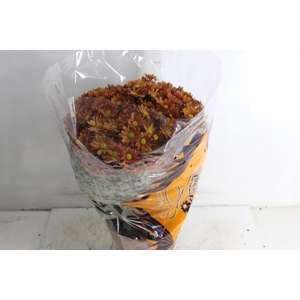 CRISANTEMO BOLA BELGA P20 LARANJA