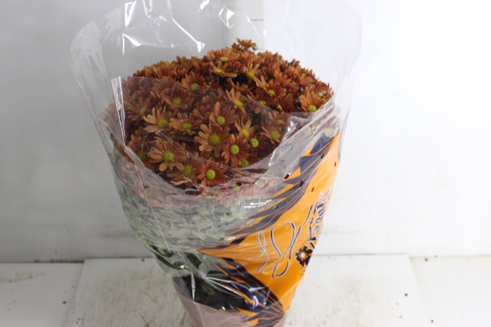 <h4>CRISANTEMO BOLA BELGA P20 LARANJA</h4>