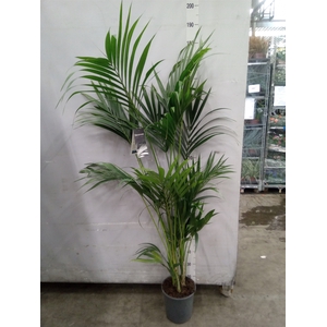 Howea forsteriana