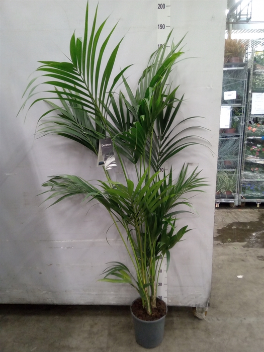 <h4>Howea forsteriana</h4>