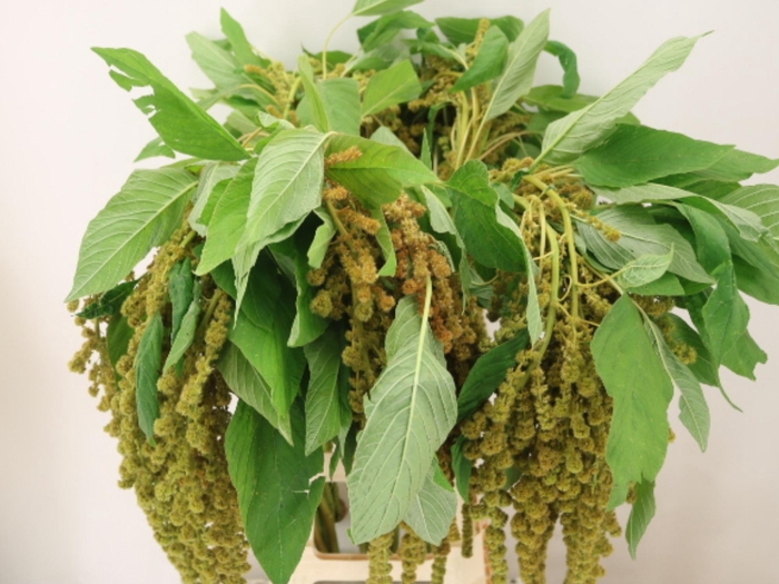 <h4>AMAR CA D W GOLDIE</h4>