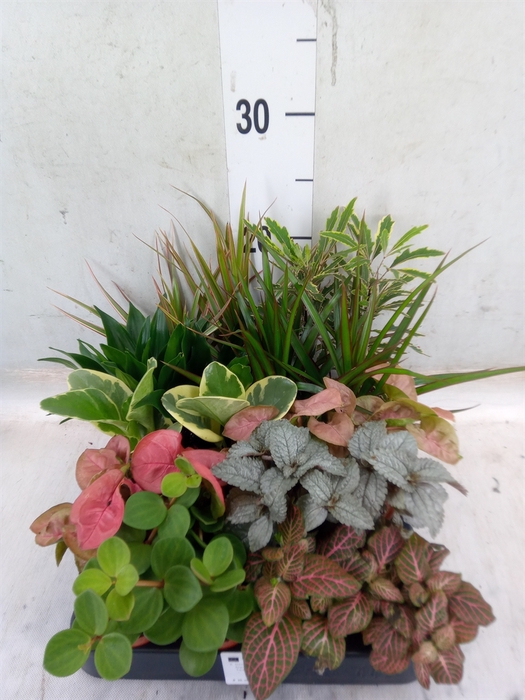 <h4>Planten  ..mix</h4>