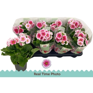 PRIM OB TM RED WHITE