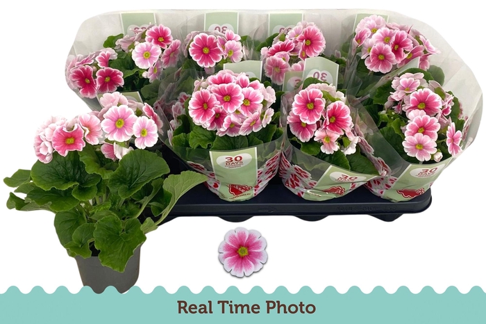 <h4>PRIM OB TM RED WHITE</h4>