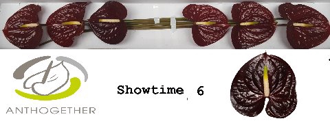 <h4>Anthurium Showtime</h4>