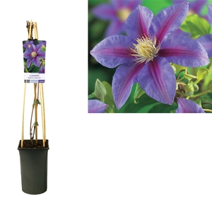 Clematis 'Barbara Jackman' +light label