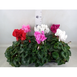 Cyclamen GR 'Leopardo'