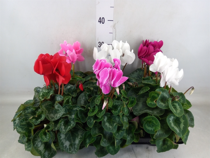 <h4>Cyclamen GR 'Leopardo'</h4>