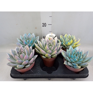 Echeveria  'Miranda'