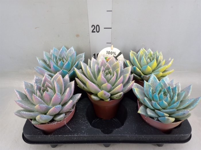 <h4>Echeveria  'Miranda'</h4>