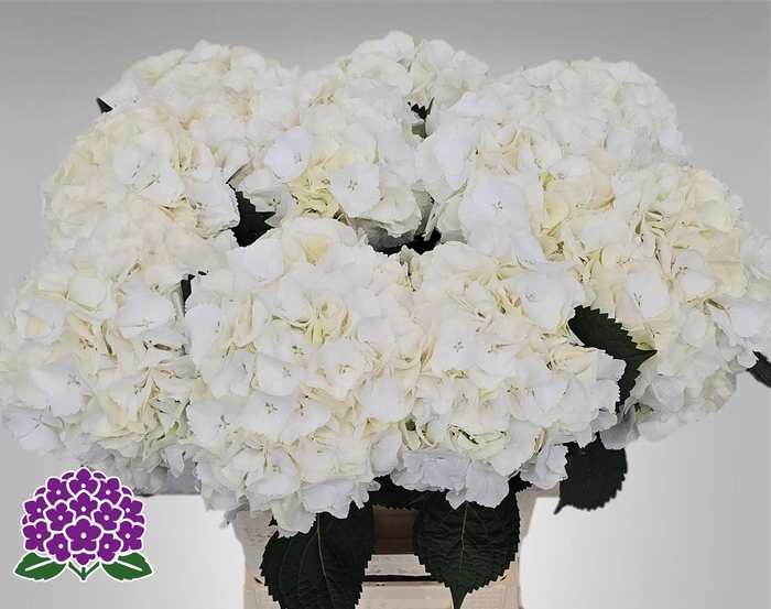 <h4>HYDR M MY AKITO</h4>