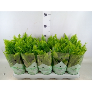 Nephrolepis exal. 'Green Moment'