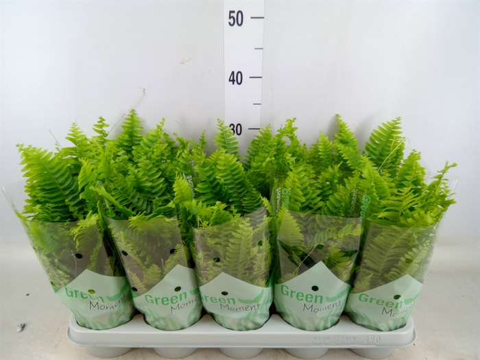 <h4>Nephrolepis exal. 'Green Moment'</h4>