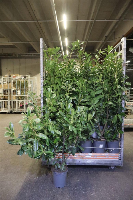 <h4>Prun La Novita</h4>