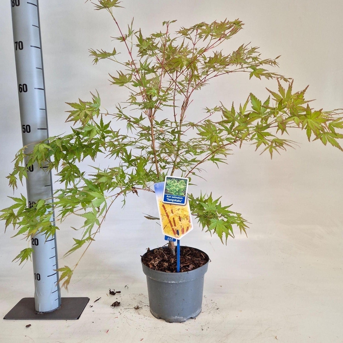 Acer palmatum Sangokaku