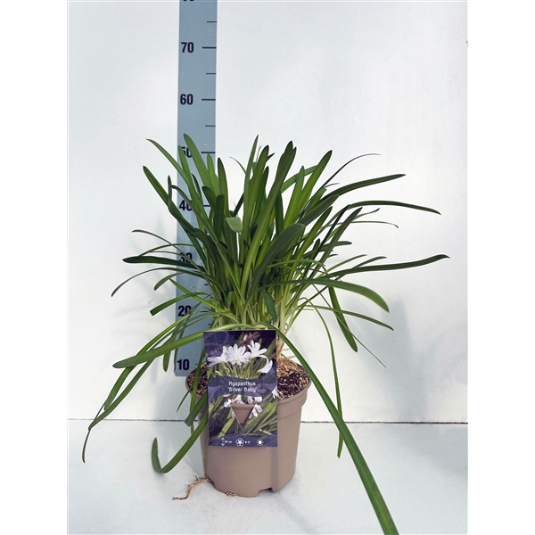 <h4>Agapanthus 'Silver Baby' C2</h4>