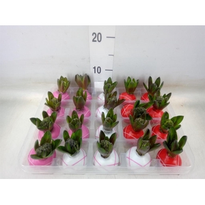 Hyacinthus orie.   ...waxed L%