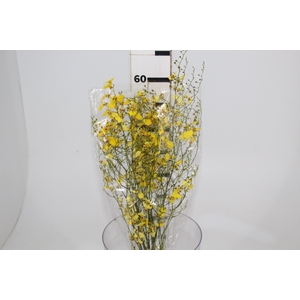 ONCIDIUM CHUVA DE OURO CORTE