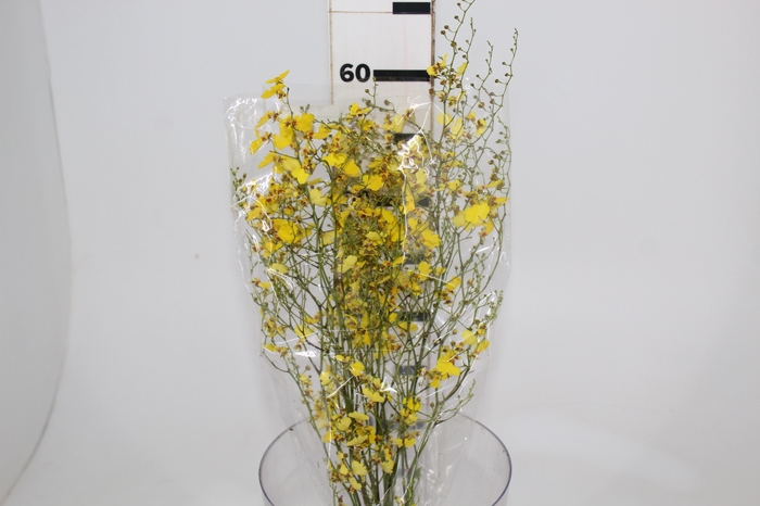<h4>ONCIDIUM CHUVA DE OURO CORTE</h4>