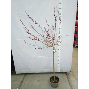 Salix gracilistyla 'Mt. Aso'