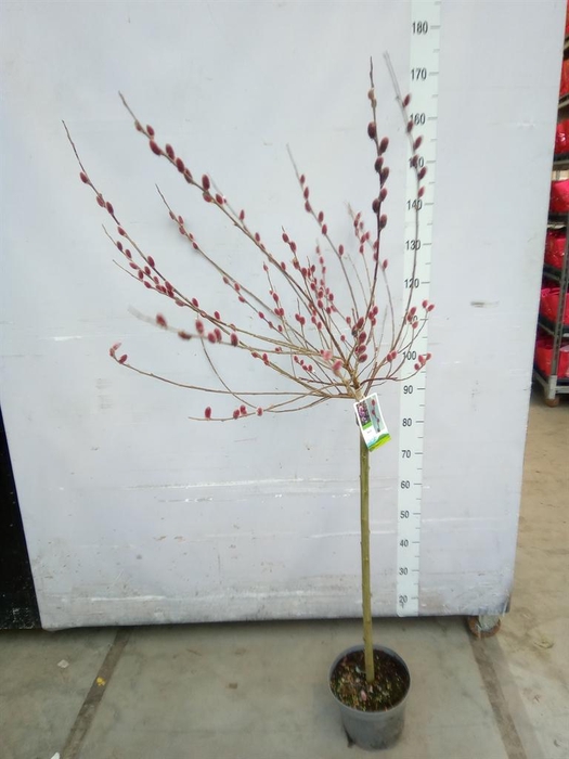 <h4>Salix gracilistyla 'Mt. Aso'</h4>