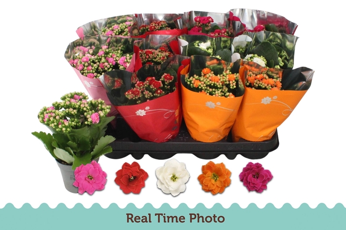 <h4>KAL GE GEM 5 KL</h4>