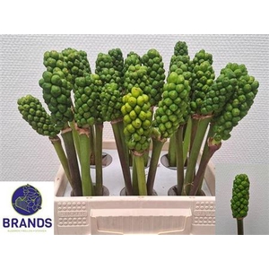 Arum Italicum