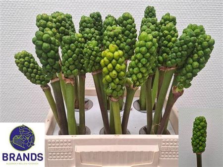 <h4>Arum Italicum</h4>