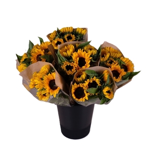 Bq Mono Helianthus