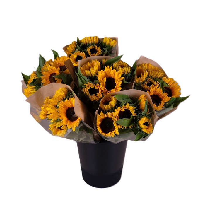 <h4>Bq Mono Helianthus</h4>