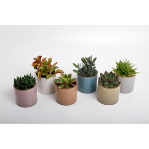 Succulenten mix in Vera keramiek