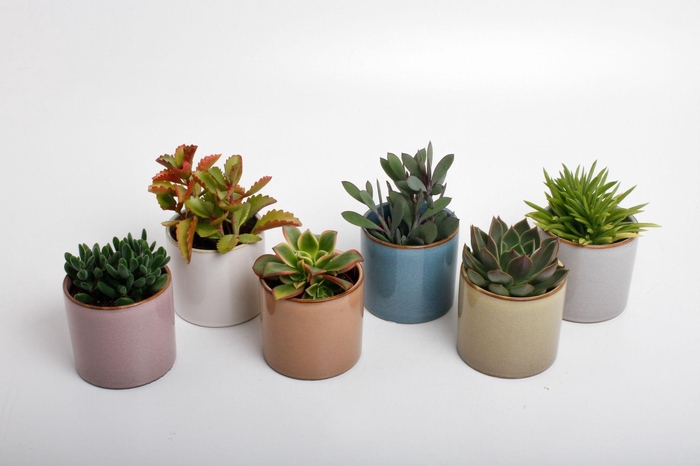 <h4>Succulenten mix in Vera keramiek</h4>