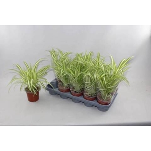 CHLOR COM VARIEGATUM