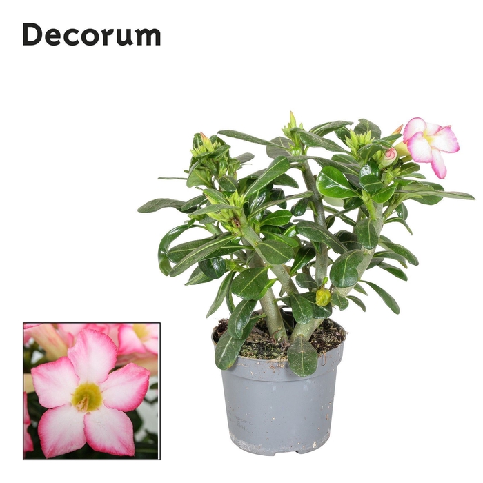 <h4>Adenium Obesum Pink Star 13cm Decorum</h4>