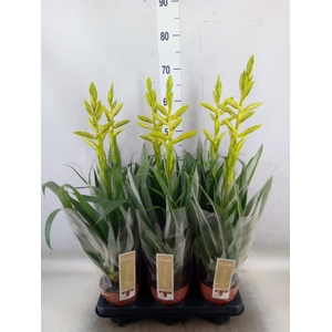 Tillandsia oerstediana