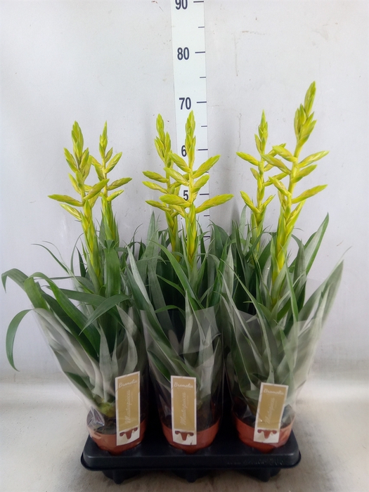 <h4>Tillandsia oerstediana</h4>
