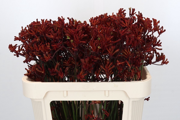 <h4>Anigozanthos Red Gem</h4>