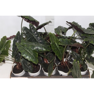 ALOCASIA CHANTRIERI P12