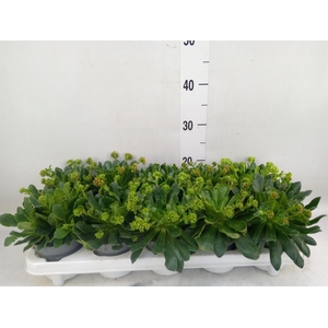 Lewisia  'Mountain Dreams'   ...mix