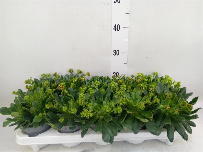 <h4>Lewisia 'Mountain Dreams' ...mix</h4>