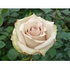 R Gr Quicksand Cream 50cm EC